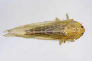 Brasília (DF),  07/04/2026 - Cigarrinha-do-milho.
 Foto: Charles Oliveira/Embrapa